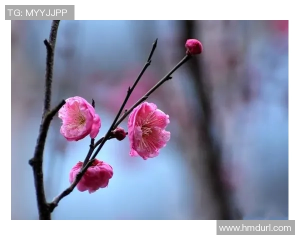 梅花香自苦寒来足球明星中的梅字传奇